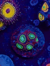 TREE HOUSE OF HORROR Zoa 2-3 Polyp -Frag-Live Coral-WYSIWYG-LPS-SPS-ZOA