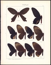1912 Adalbert Seitz Butterflies World, Indoaustralica, Crassipes, Noctula, etc