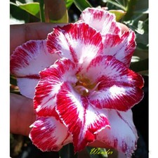 NEW Adenium Obesum Desert Rose "Wonder " 200 seeds very fresh viable