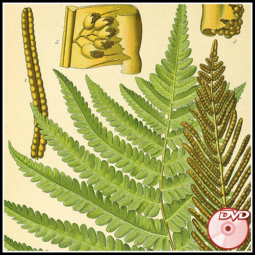Flora von Deutschland, Osterreich und der Schweiz - Otto W. Thome