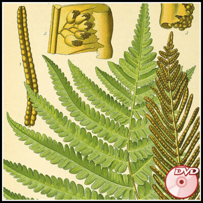 Flora von Deutschland, Osterreich und der Schweiz - Otto W. Thome