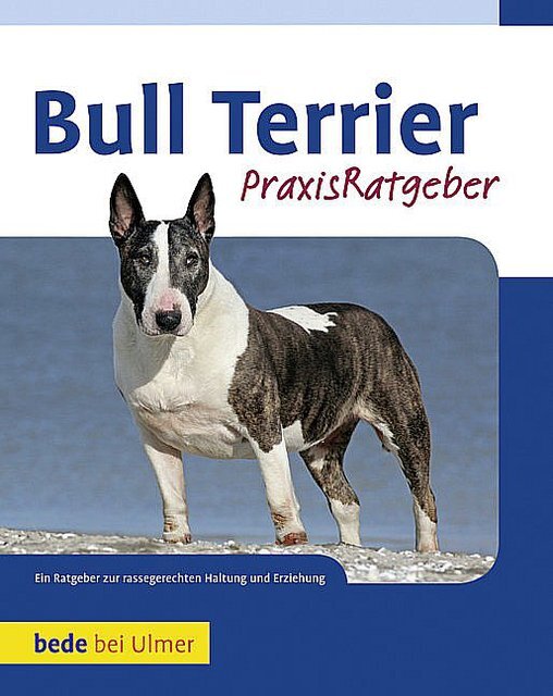 Thumbnail - Bull Terrier Bethany Gibson