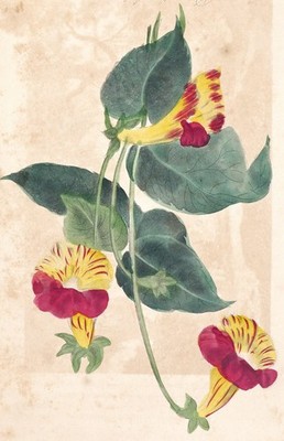 Antique Hand Colored Botanical Watercolor Flower Study c1850 Victorian Garden