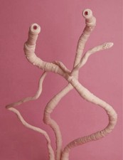 angelphilia Tentacle Stand for Dolls Pi Color Demon Eye Leech Worm only