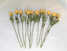 12 Air Dried Red and Yellow Roses Stems
