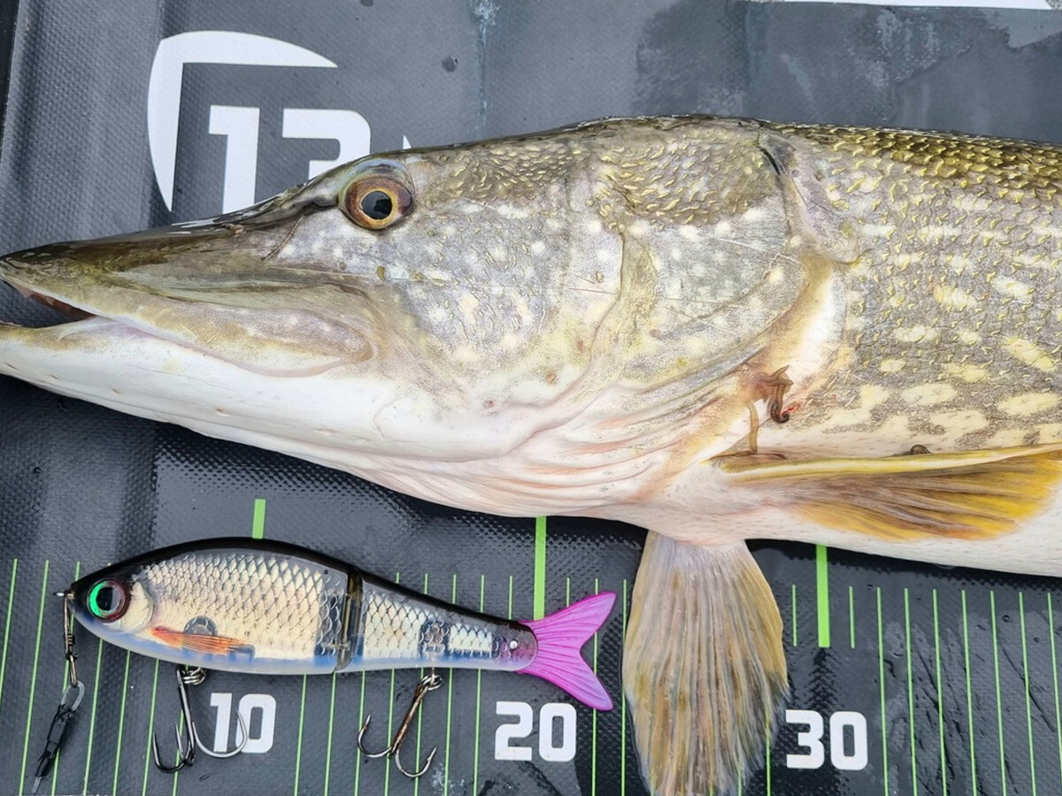 Rapala Super Shadow Rap 11cm 38g Köder Wobbler Raubtiere NEU