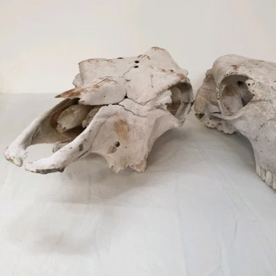 Three Animal Skulls Sold Individually Decorative Accessories