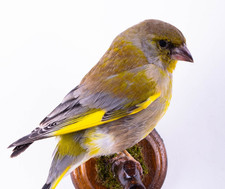 Taxidermy Greenfinch Wall mount Bird Real Stuffed Animal Hunt Lodge Decor