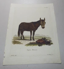 c1775 von Schreber Leaf DIE SAUGETHIERE IN ABBBILDUNGEN  / HORSE, EQUUS HINNUS