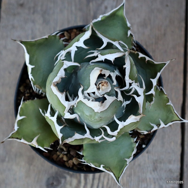 D5354 AGAVE TITANOTA COMPACT pot14-H11-W15 cm MaMa Cactus | eBay
