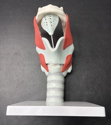 3X Life Size Human Laryngeal Structure Function Amplification Model Anatomical