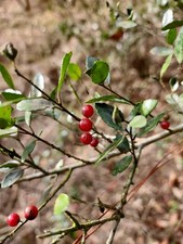  2 Yaupon Holly Seedlings Ilex Vomitoria 610 Tall Native Evergreen