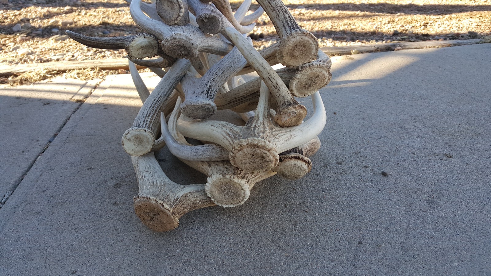 HUGE LOT AXIS DEER SHEDS whitetail deer mule antelope antlers taxidermy