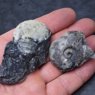 2pcs 43-49mm Goniatite  Devonian Mineral Fossil Ammonite 7