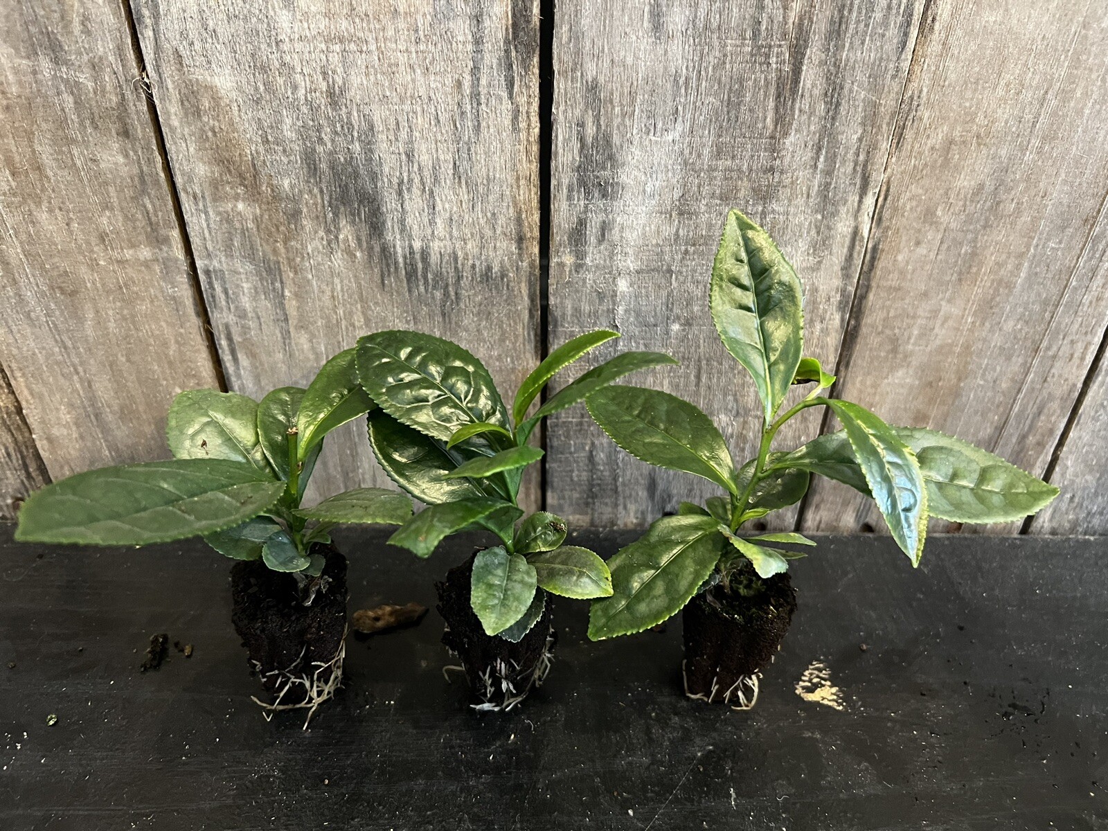 THREE Camellia Sinensis Tea Plants FREE Shipping eBay