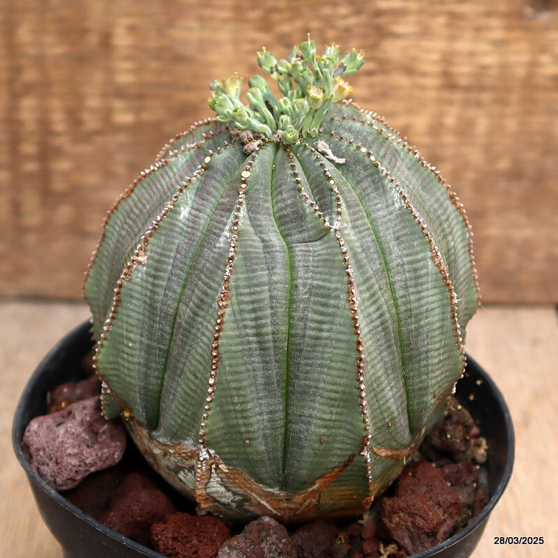 D2588 EUPHORBIA OBESA MONSTER pot12-H11-W11 cm MaMa Cactus | eBay