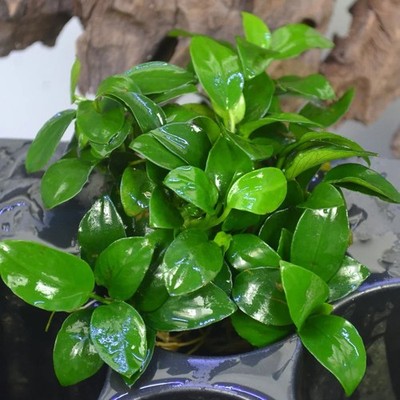 Live Anubias Nana Aquarium Plant   Easy Low Light Freshwater Plant