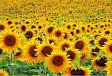 50 Yellow Sunflower organic non-gmo flower garden plant seeds Ornamental Rare U