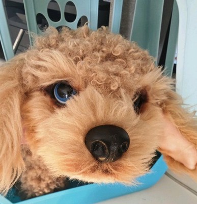 Little Live Pets - My Really Real Puppy Hund Top Zustand & Voll...