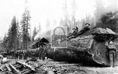 Horse Team Pulling Giant Log Washington WA - REPRINT