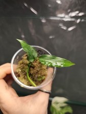 Monstera Obliqua Peru '2'  Rare Indoor Rooted Houseplant