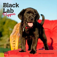 BrownTrout,  Black Lab Puppies 2026 Mini Wall Calendar, 7'' X 7'', 16-Month Cale