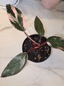 philodendron hederaceum ableger Philodendron Hederaceum | Easy Growing Trailing Houseplant