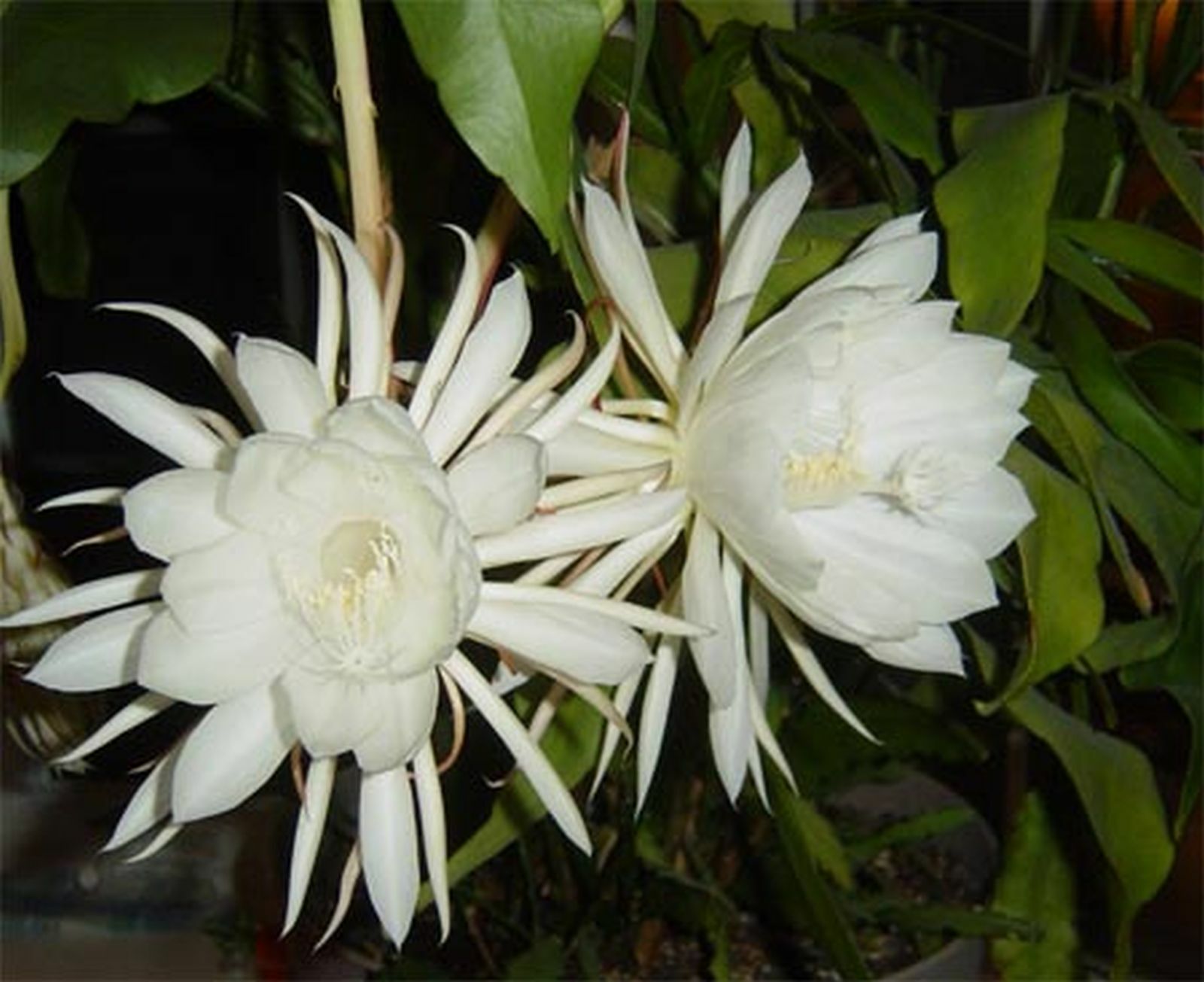 Epiphyllum oxypetalum Reine de la nuit sélection de deux sujets d'exception pour collectionneur