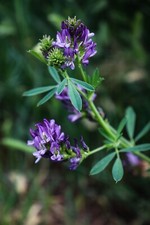 Alfalfa Seeds for Planting - High-Yielding Forage Crop Nitrogen-Fixing NON-GMO