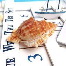 1 Natural Sea Conch Frog Shell Spiral Seashell Aquarium Decor Fish Tank DIY3-6cm