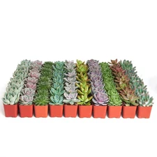 40 Pack Premium Rosette Succulent Plants Wedding Favors 2 Inch Pots