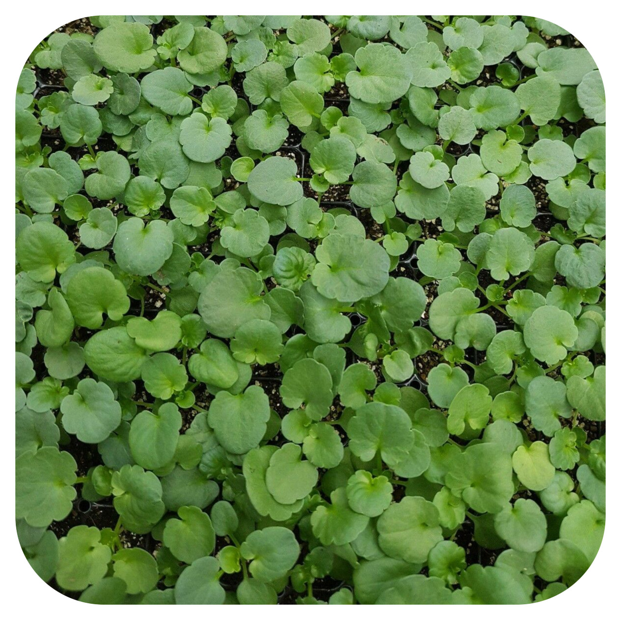 Pansy Power Mini Bedding / Hanging Basket Plug Plants x 24 For Potting On, eBay