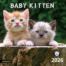 2026 Wall Calendar,Calendar 2026, November 2025 - December 2026, Wall Calendar C