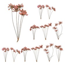 12 Pcs Lace Natural Real Pressed Dried Flower for Art Craft DIY, Pink