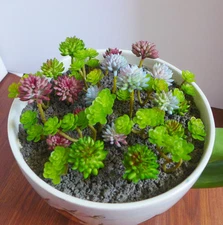 Set of 31 Miniature Artificial Succulents Grass