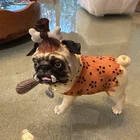 Westland Gifts Pugnacious Pug-nacious Caveman Cave Man Pug — Rare Retired