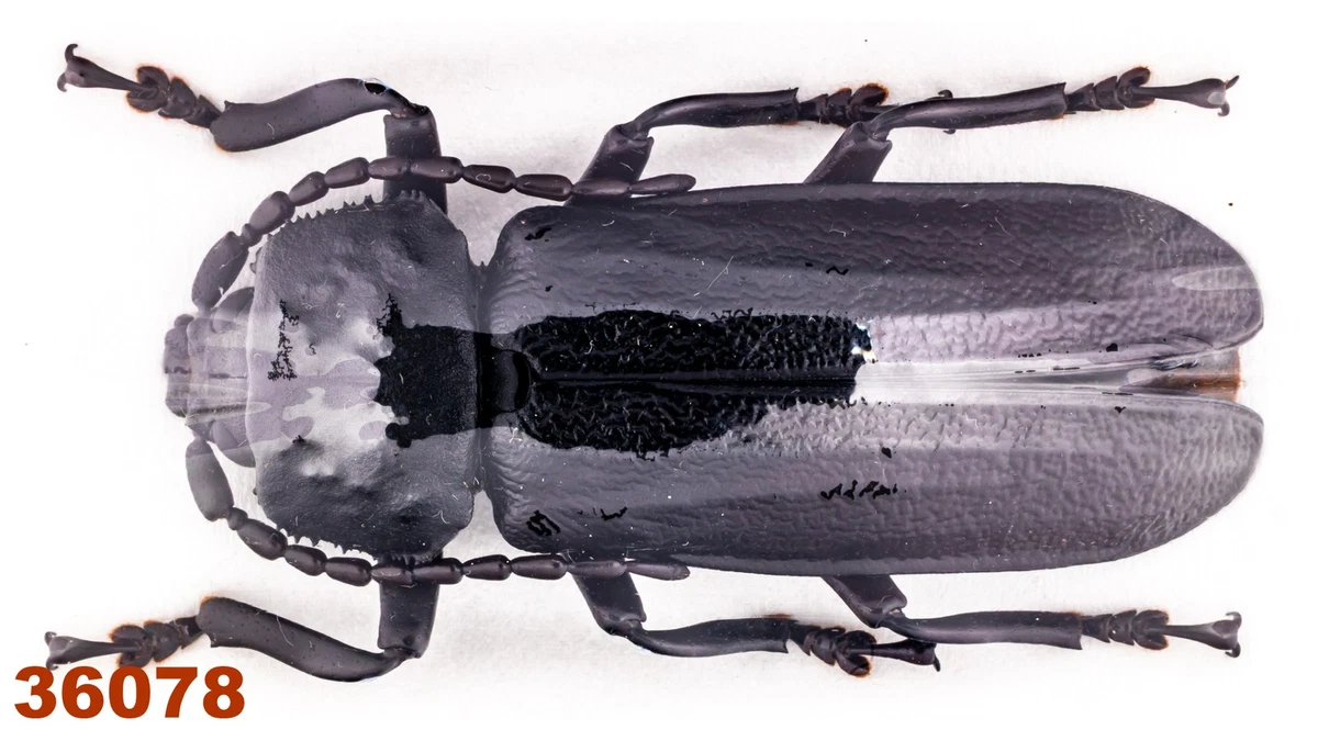 Cerambycidae Beetle for sale | eBay