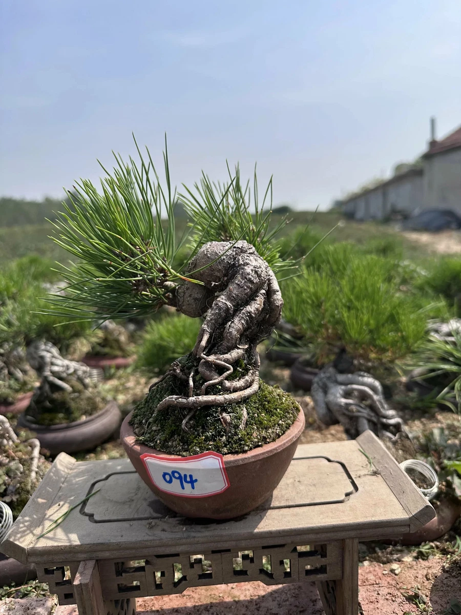 25+ japanese bonsai pot for sale | Updated Oct 2026
