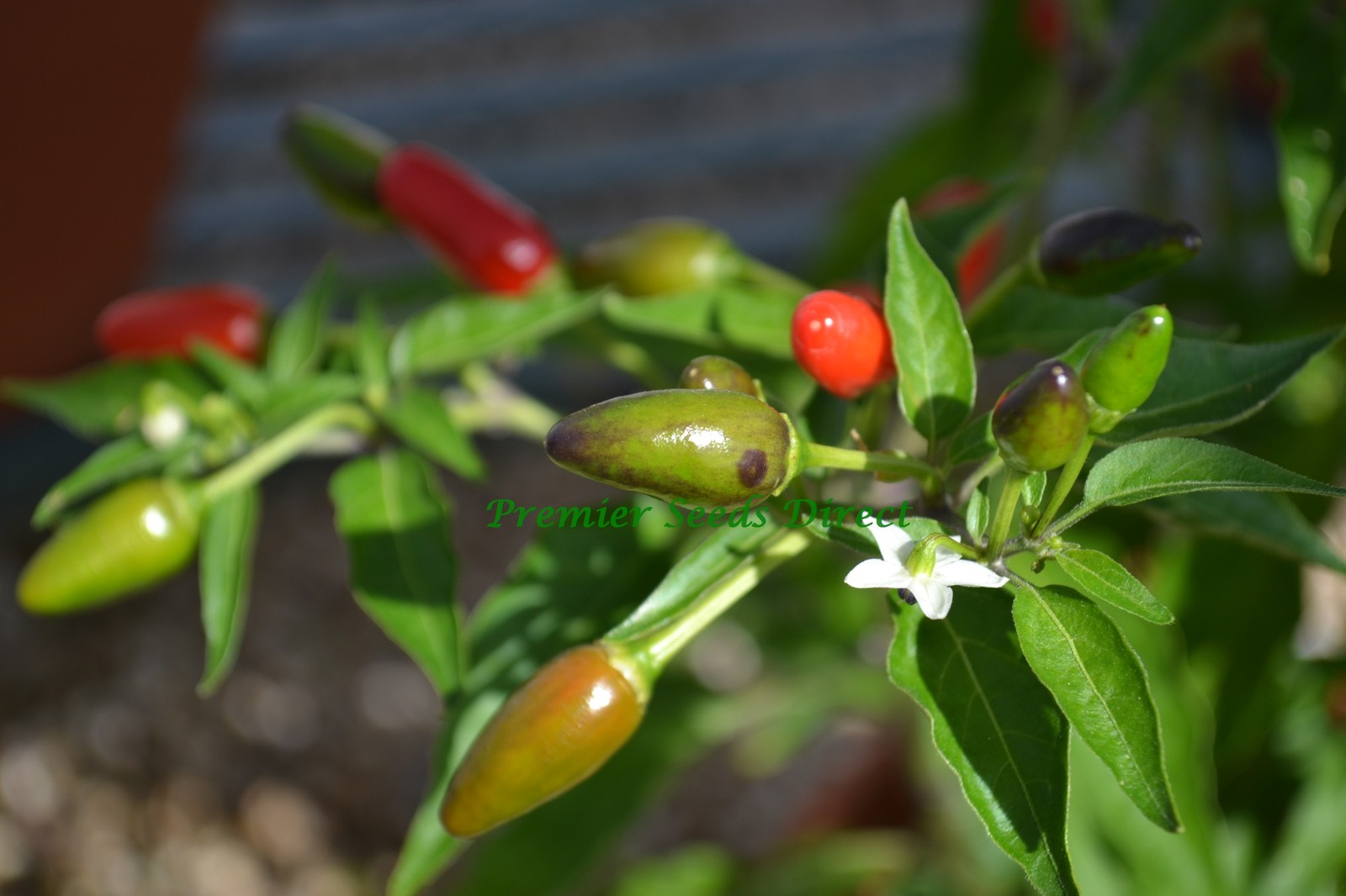 ORGANIC HOT CHILLI PEPPER NUMEX BAILEY  25 SEEDS (BIRD PEPPER)