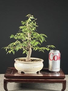 Zelkova | eBay