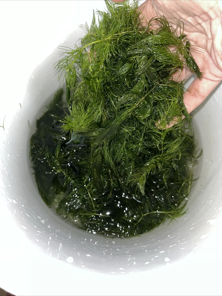 GRAN CANTIDAD Hornwort (Ceratophyllum) planta viva de estanque de acuario RÁPIDO CRECIMIENTO Foto 4 de 4