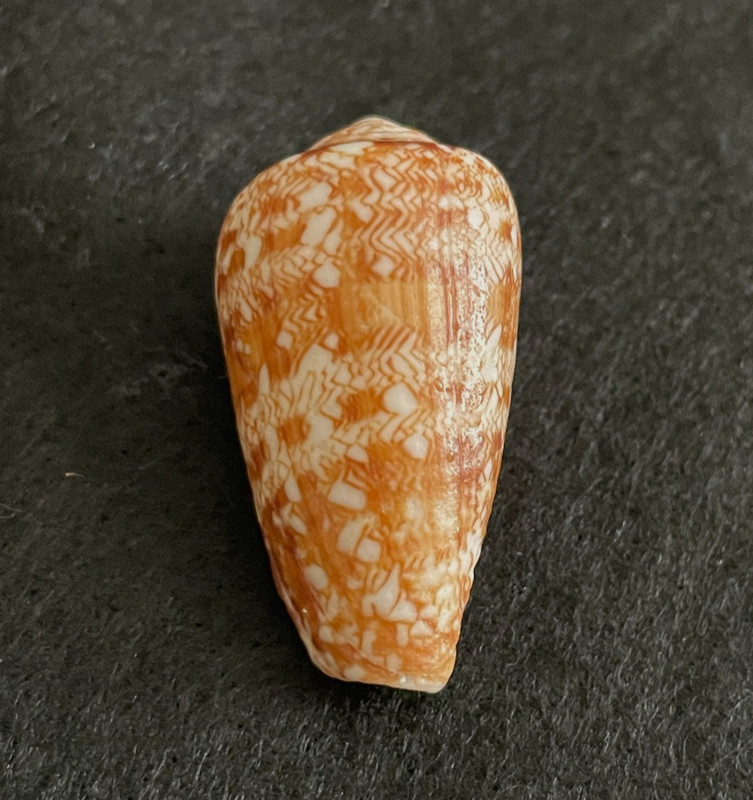 Conus natalis Sowerby 36 mm South Africa