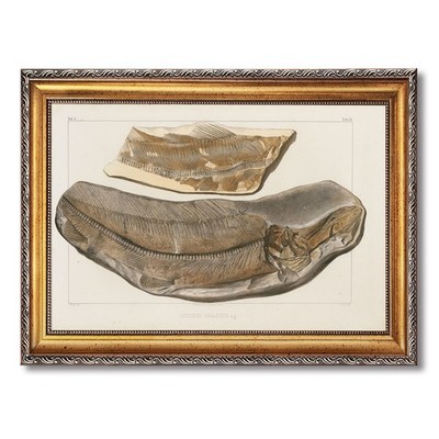 Ancient Fish Fossil Wall Art Canvas Oil Paintings Reproduction