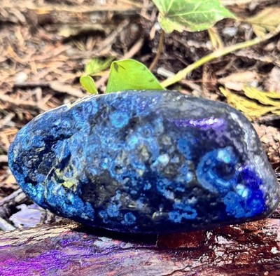 Complete Agatized Fish Fossil-Vertebrate - Blakeley Formation - PNW-UV Reactive 