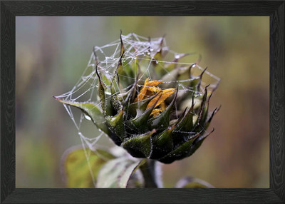 Dewy Sunflower Gerahmtes Wandbild Poster Leinwanddruck Bild