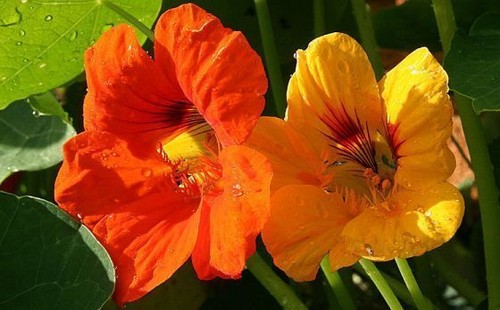 CLIMBING FLOWERS - Vines - Thunbergia Morning Glory Sweet Pea - Flower seeds - Picture 21 of 121