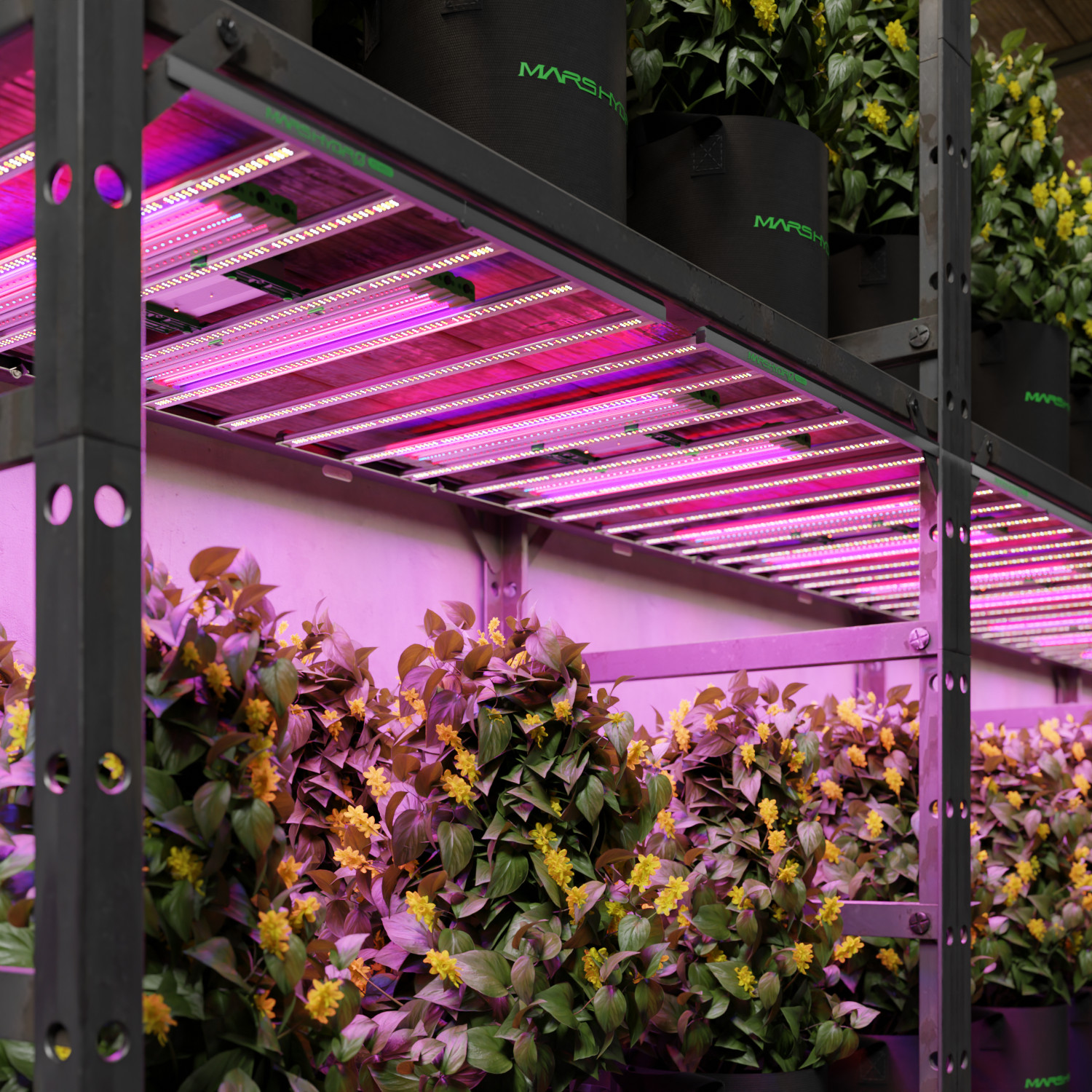 MARS HYDRO Blue55 Supplemental Led Grow Light Bars w/timer for Indoor Plants