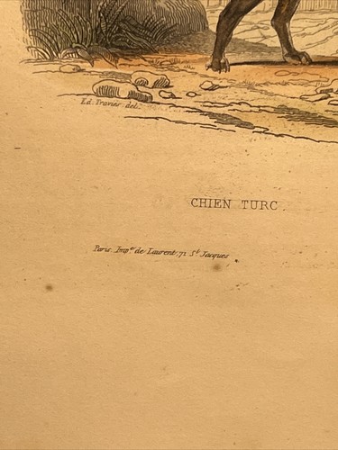 Cane 1856 antica illustrazione colorata a mano animali acquerelli incisione s... - Foto 8 di 11