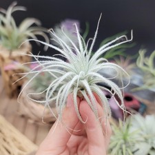 Tillandsia Tectorum Ecuador small Air Plant Real Live Bromeliads