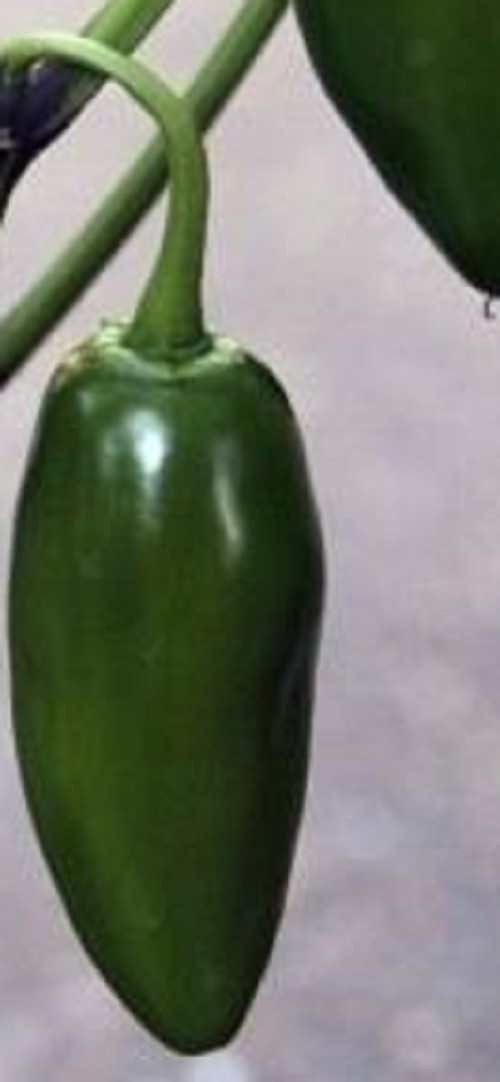 Pimiento Picante Jalapeño 500 semillas - seeds guindilla